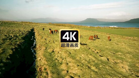 短视频素材草原上觅食的马群