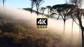 短视频素材清晨薄雾树林