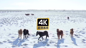雪原上觅食的马群