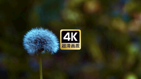 短视频素材风中舞动的蒲公英