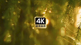 短视频素材日光穿过密林