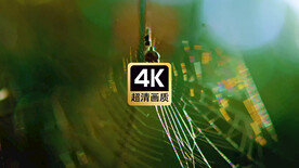 短视频素材风中的蜘蛛网