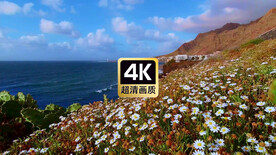 短视频素材海边山坡上白色花朵