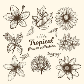 手绘精致包装设计素材画册植物叶