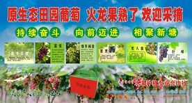 原生态田园葡萄熟了欢迎采摘