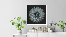 50X50厘米装饰画素材多肉