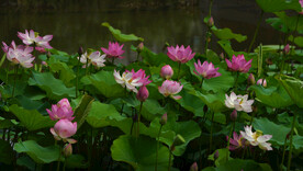 夏天池塘盛开的粉红色荷花