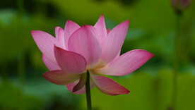 夏天池塘盛开的粉红色荷花