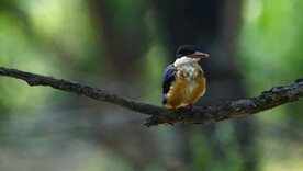 树枝上的活泼可爱的蓝翡翠幼鸟