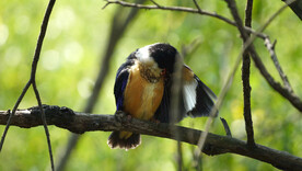 树枝上的活泼可爱的蓝翡翠幼鸟
