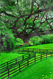 大树 草地 栅栏