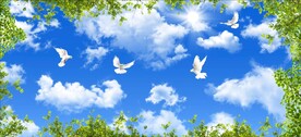 蓝天白云鸽子绿叶