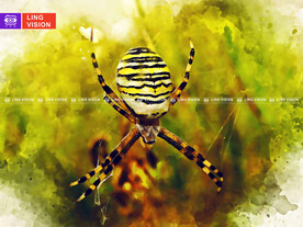 蜘蛛图片大全 蜘蛛设计素材 蜘蛛模板下载 蜘蛛图库 昵图网soso Nipic Com