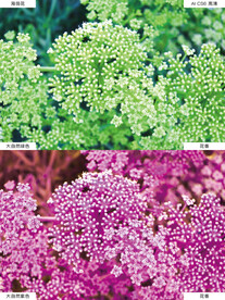 海茴花大自然绿色紫色