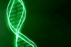 发光的DNA片断