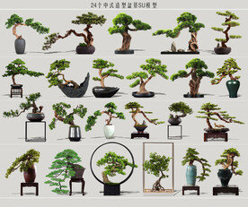 造型盆景植物