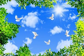 蓝天白云鸽子绿叶