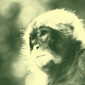 猴子头像美钞纹路