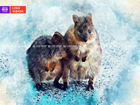 澳洲短尾矮袋鼠