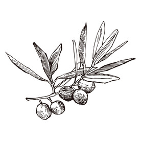 矢量果实植物插画