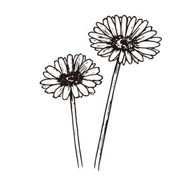 矢量小雏菊花朵线稿插画