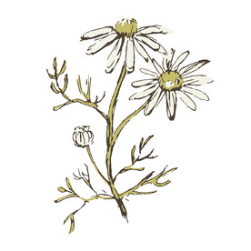 矢量小雏菊花朵手绘插画