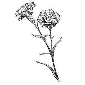 矢量康乃馨花朵线稿插画