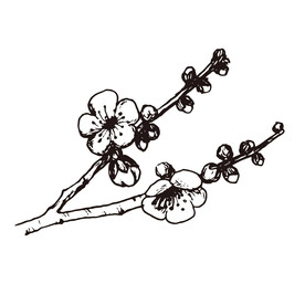 矢量腊梅手绘插画线稿