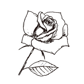 矢量玫瑰花朵手绘线稿插画