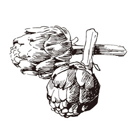 矢量松果手绘插画线稿