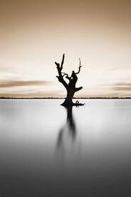 装饰画 晶瓷画 树