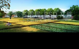 乡村菜田农田稻田