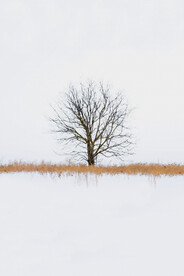 装饰画 抽象画 树