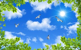 蓝天白云绿叶鸽子