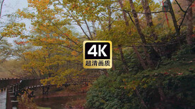 唯美雨天丛林道路