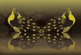 金孔雀 凤凰 花鸟 唯美 倒影