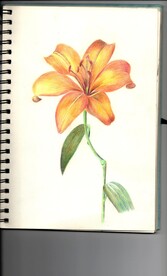 彩铅 百合花 超高清