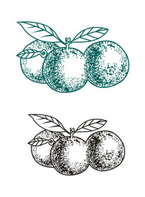 手绘柑桔小青柑矢量图