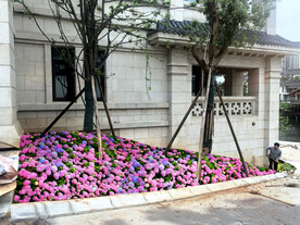 绣球花坛景观设计效果图