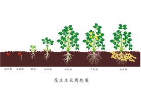 花生生长周期图 矢量图 