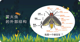萤火虫外部结构知识