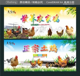 散养农家鸡 正宗土鸡