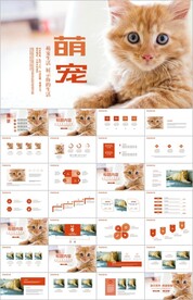 萌宠猫咪保护动物宠物店ppt