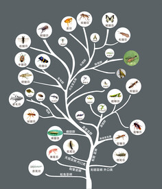 2020年版昆虫纲进化树