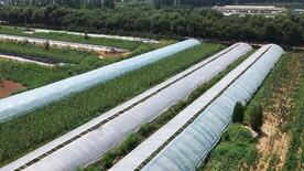 航拍农村大棚农田