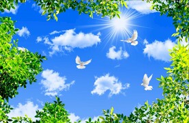 蓝天白云绿叶鸽子