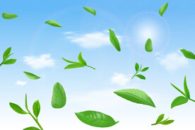 阳光蓝天白云绿茶叶子茶叶