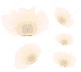 手绘木蝴蝶 玉蝴蝶