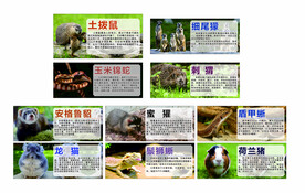 动物介绍