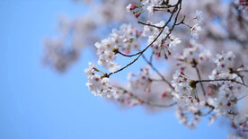 沂源：春回胜利山 花开织锦秀